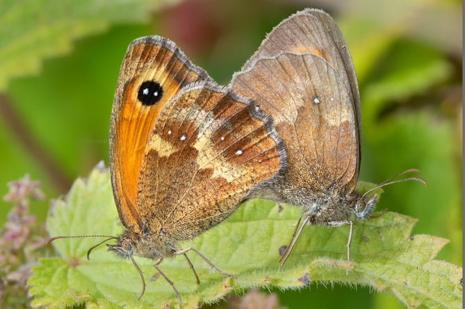 Gatekeeper pair - Andrews Wood Loddiswell