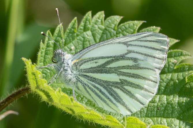 Green-veined White - Pieris napi - Jacobs Lane Bolberry