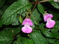 Dartmoor's ‘explosive’ invasive plants 