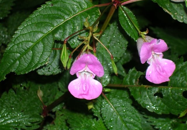 The plant is famous for its explosive seed pods 