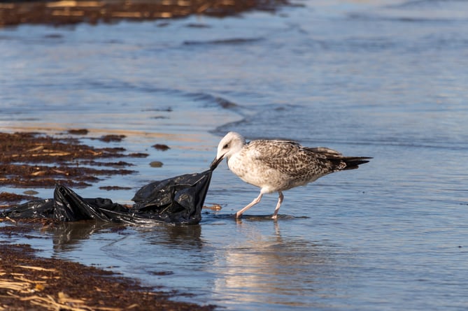 seagull Image by Ilie Barna from Pixabay