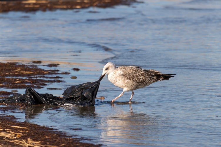 seagull Image by Ilie Barna from Pixabay