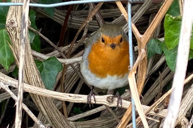 A robin hiding in the hedge row