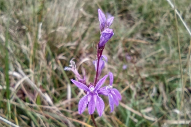 Heath Lobelia, still in flower in October - Fiona van Es 