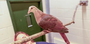 Breeding success sees zoo seeing pink!