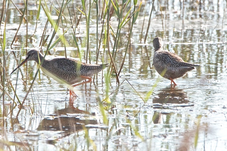 Spotted Redshank Michael Brooking