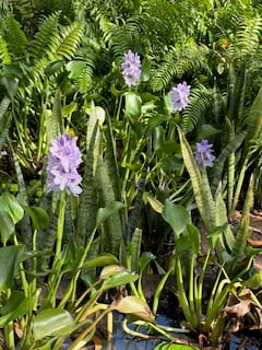 Water Hyacinth by Mike Hitch