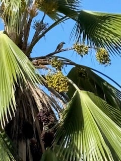 Date Palm by Mike Hitch