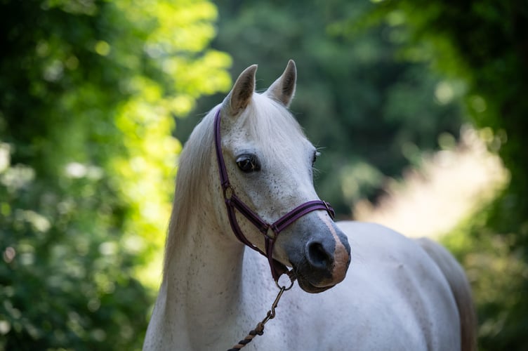 Queenie - Mare and Foal Sanctuary