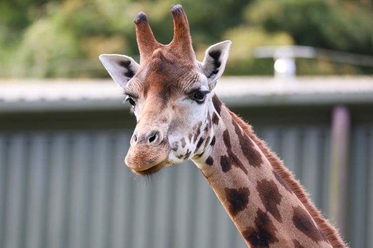 Joanna, an 11 year old Rothschild's giraffe has passed away